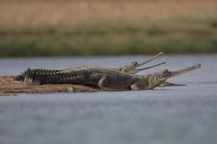 Full-Day-Tour-to-Alligator-Eco-Park