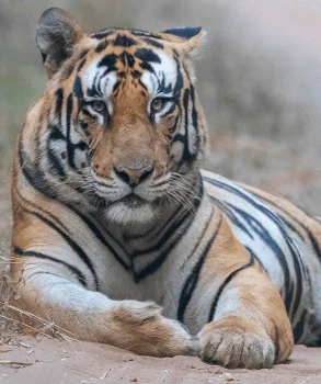 Wildlife-of-Madhya Pradesh