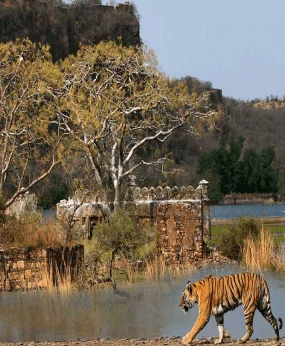 Thrilling Ranthambore