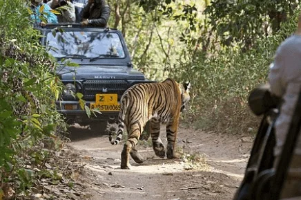 Ranthambore National Park from Jaipur 