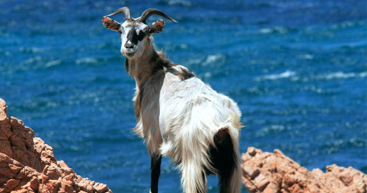 Variety of Goats